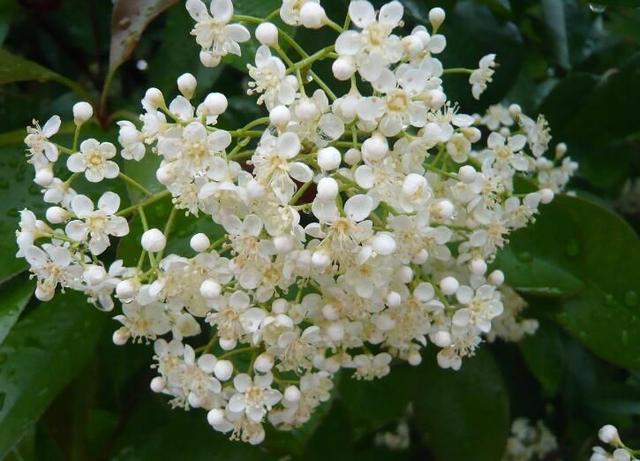 世界上最恐怖的十种花(世界上最吓人的花排名) - 音符跃动科技游戏资