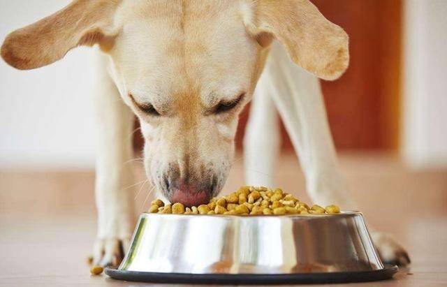 半岁拉布拉多幼犬如何科学喂养（拉布拉多幼犬饮食禁忌一览）