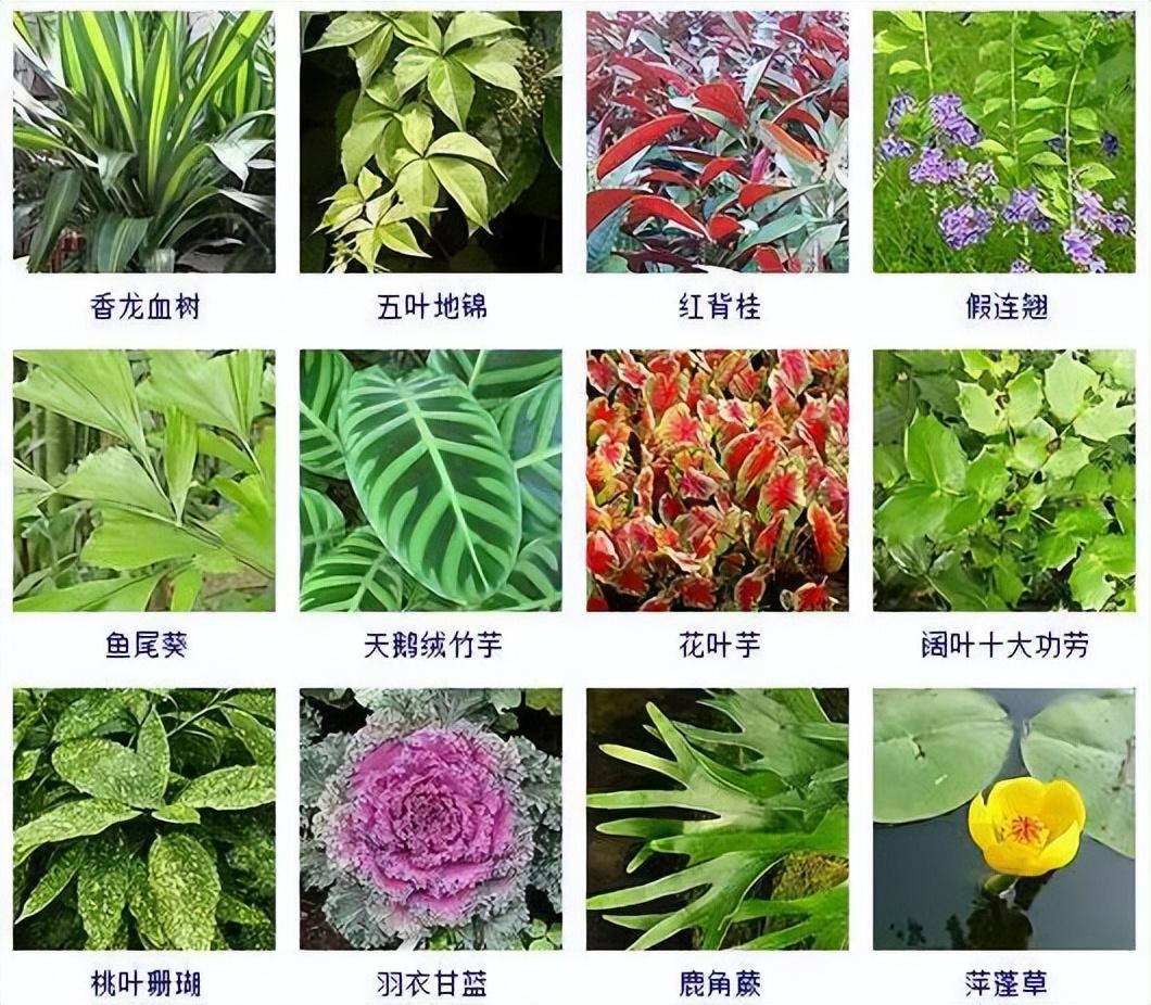 观赏植物有哪些（盘点100种常见的观赏型植物）