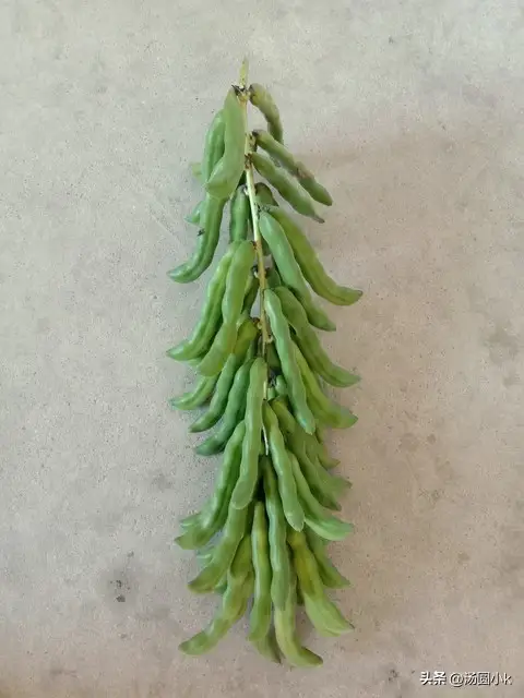 狗爪豆有什么营养价值？怎么做营养又好吃？