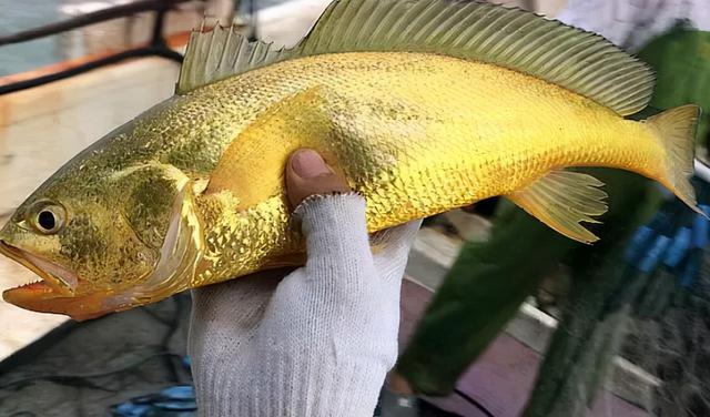 野生大黄鱼2斤以上多少一斤(野生大黄鱼为什么这么贵)