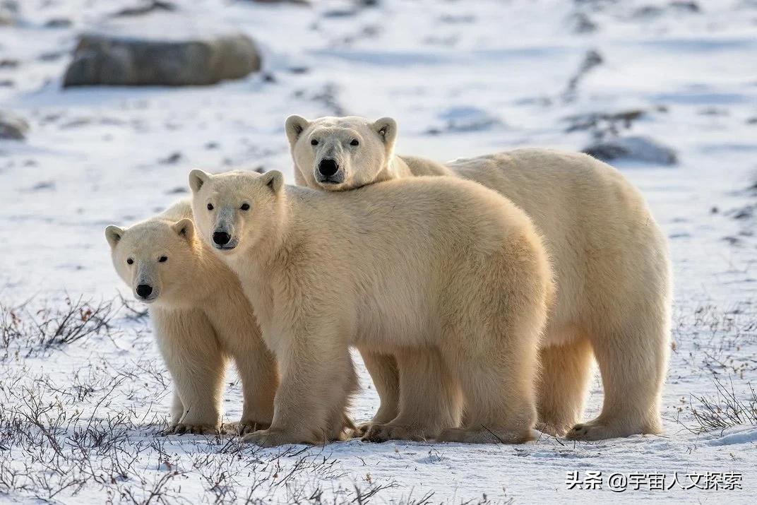 北极熊的毛是什么颜色的（真实答案出乎你的意料）