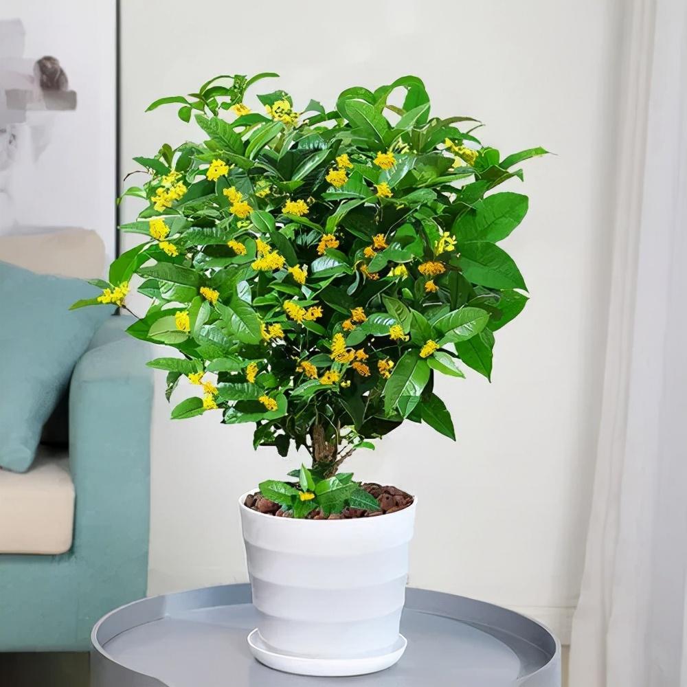 客厅最旺宅的大型植物推荐（九种“旺财”大型的盆栽绿植）