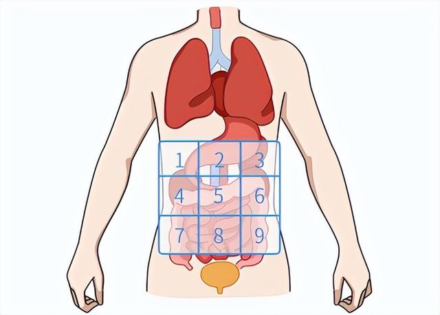 人体内脏地图,别再说自己肚子疼,却不知道具体在哪里了
