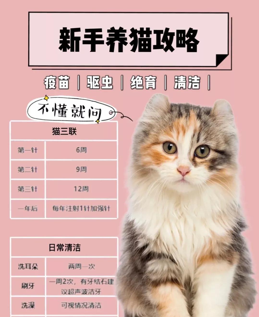 9个月猫吃多少正常？（猫咪饮食指南）