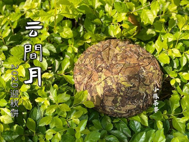 茶饼怎么防潮保存，经常撬来喝的白茶饼