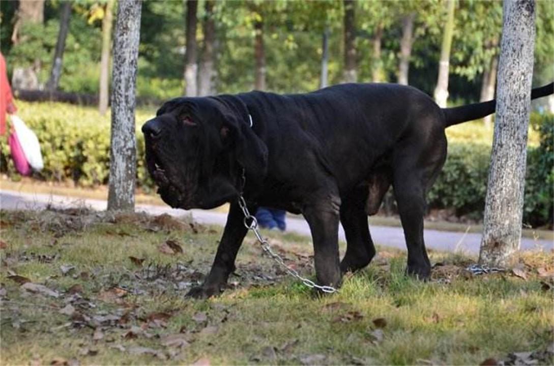 什么狗不可以养（中国十大禁犬盘点）