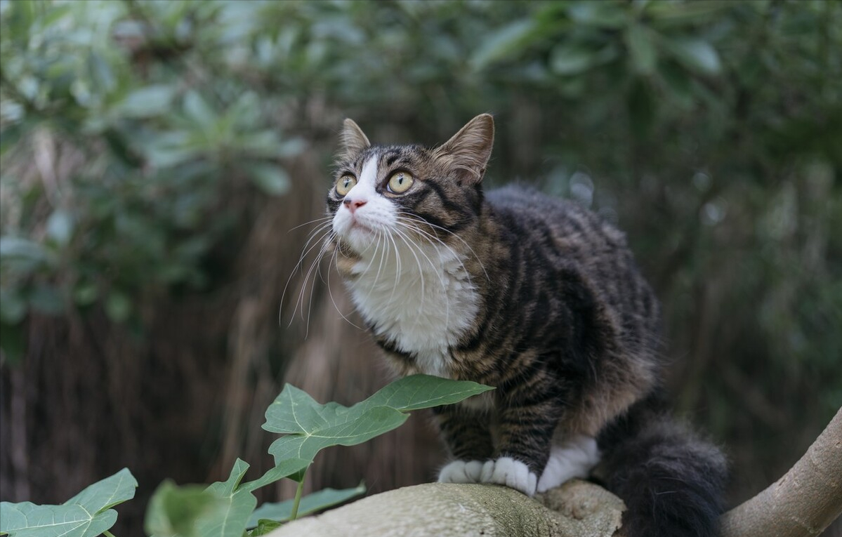 布偶猫价格排行榜（国内布偶猫养殖场推荐）