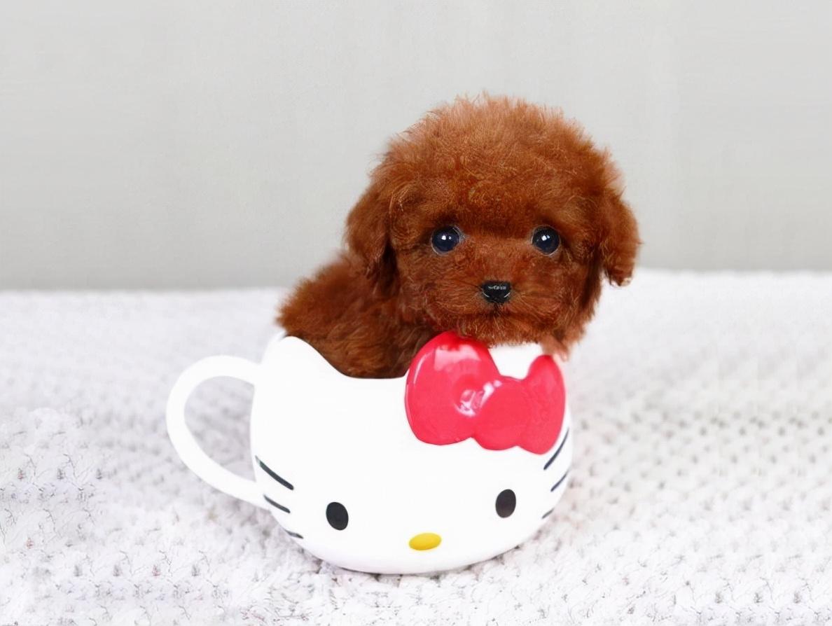 最小的狗茶杯犬多少钱一只（茶杯犬常见价格介绍）