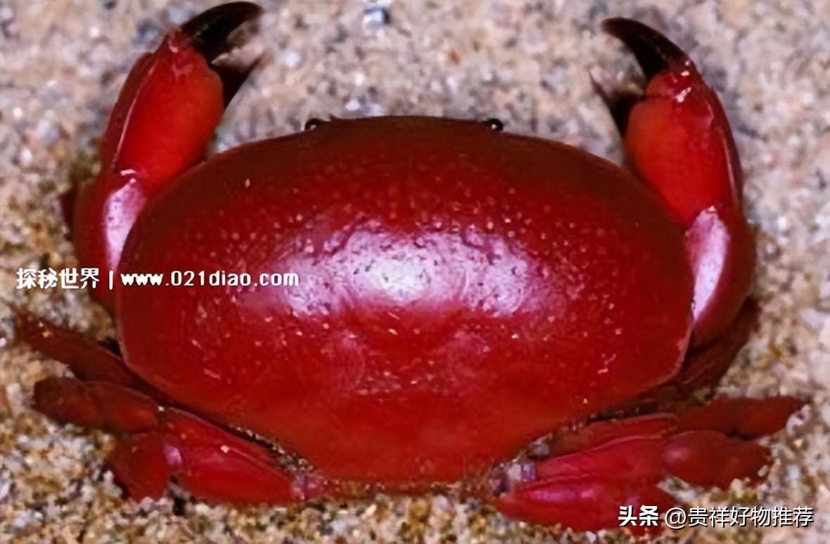 世界上最危险的螃蟹盘点（附：全球毒性最厉害的10种螃蟹）