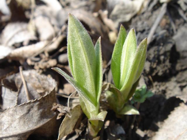 农村100种野菜图片（盘点农村常见野菜图片及名称）