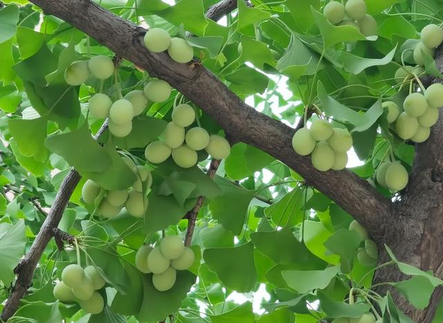 "白果"就是银杏树的果实吗?它真的能吃吗?为何掉一地没人要?