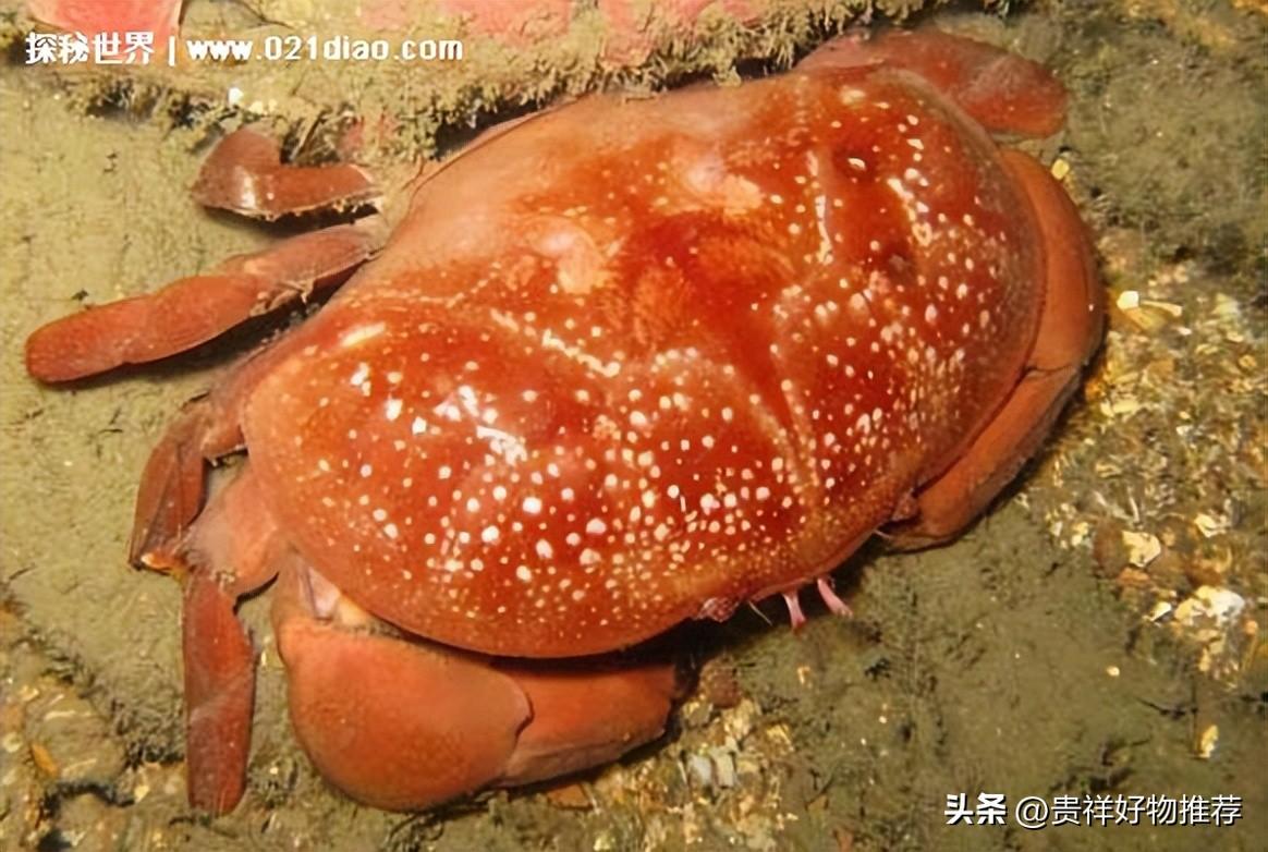 世界上最危险的螃蟹盘点（附：全球毒性最厉害的10种螃蟹）