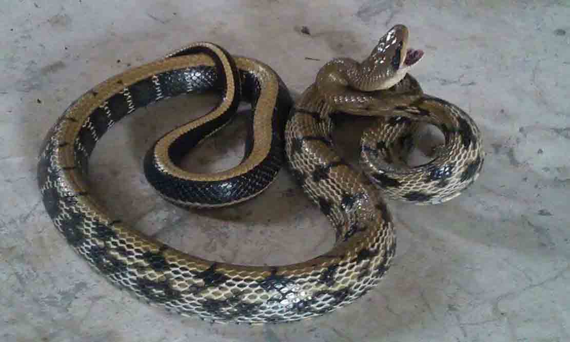 贵州毒蛇种类图片