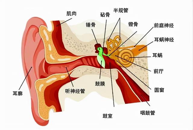 生物耳朵结构图图片