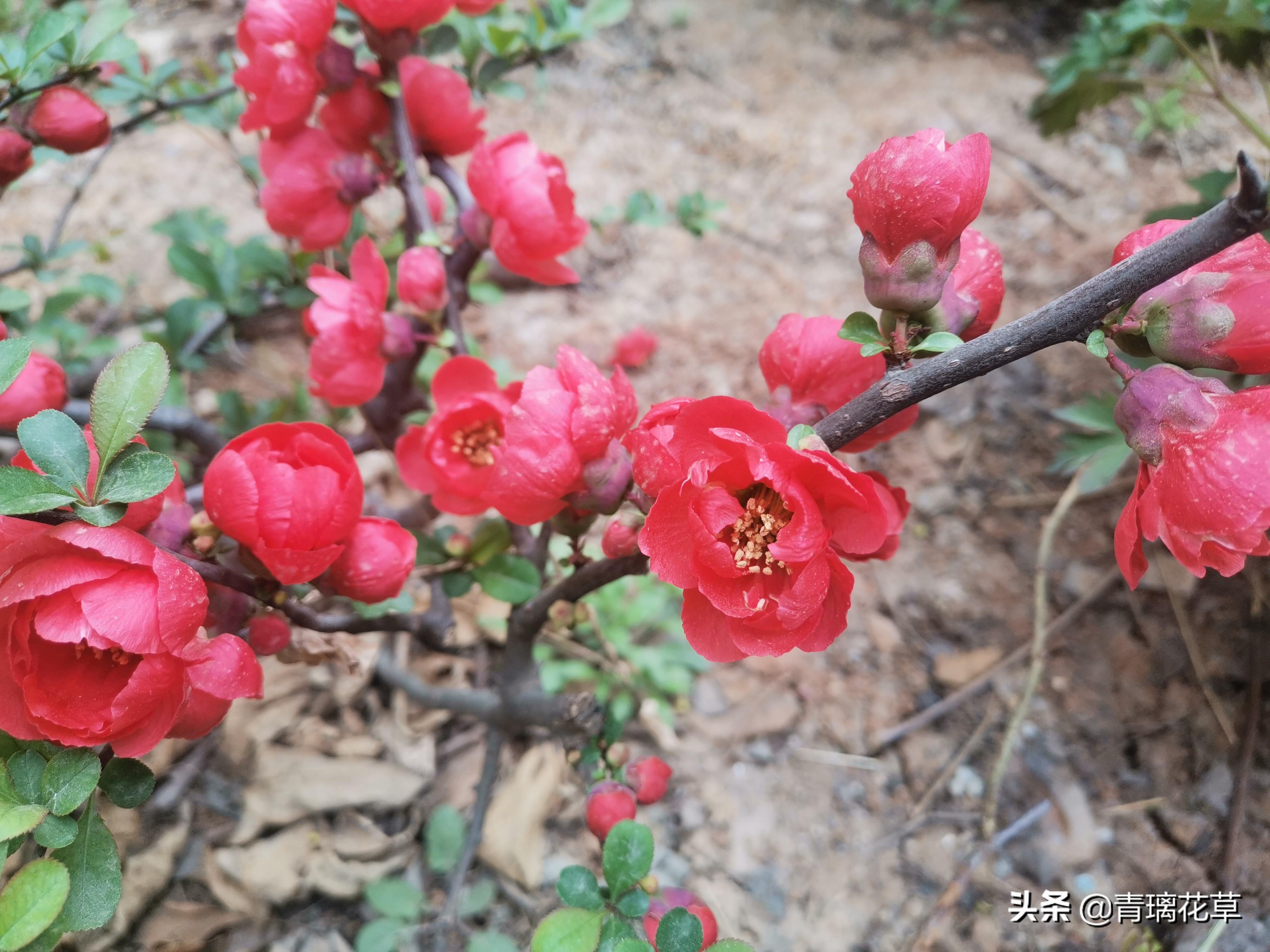 一进门看见什么植物好图片