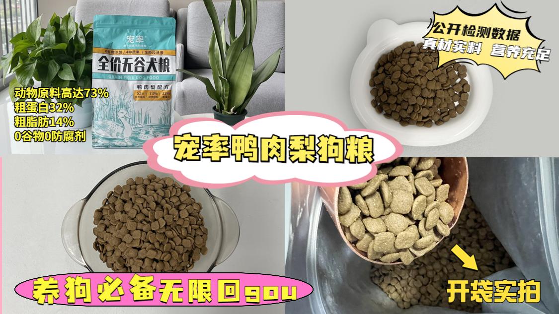 什么品种的宠物狗比较安静（适合家庭养宠的五大安静狗狗推荐）