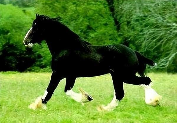 论三国最强坐骑,第一名居然不是吕布的赤兔马,甚至完爆赤兔宝马的坐骑