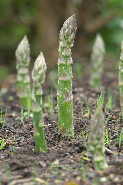 农村100种野菜图片（盘点农村常见野菜图片及名称）