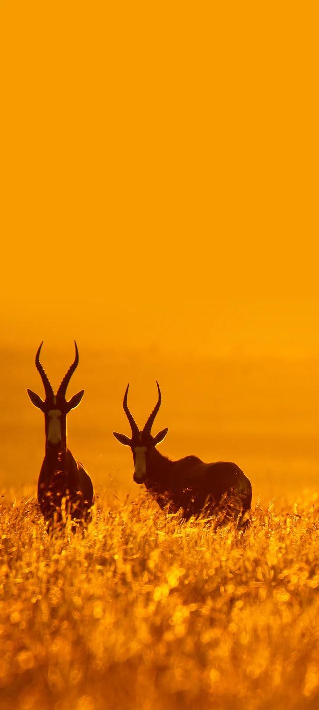 海信手机主题(海信手机主题在哪里)