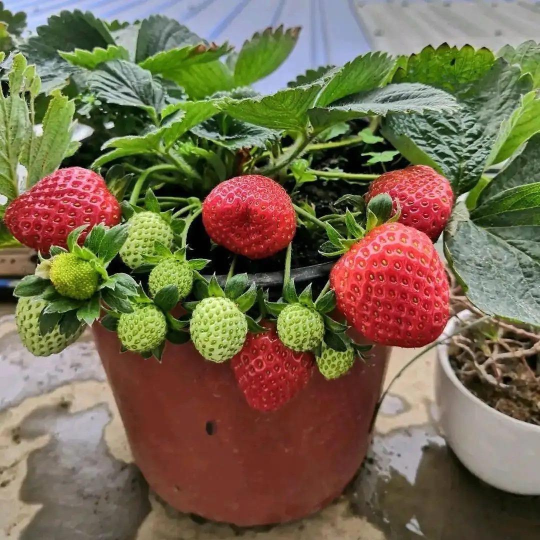 草莓什么时候种植最好（详解草莓的种植方法及时间）