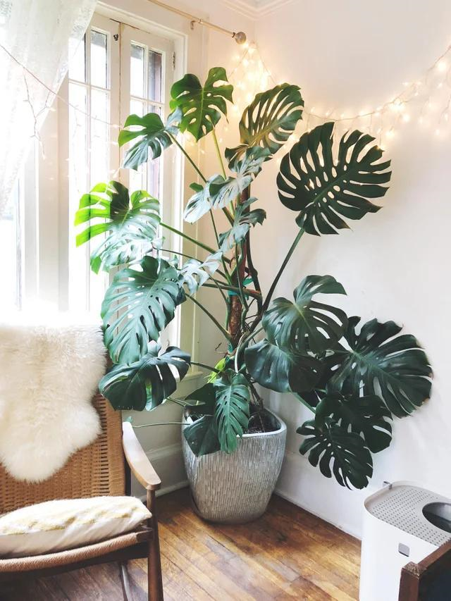 客厅最旺宅的大型植物推荐（九种“旺财”大型的盆栽绿植）