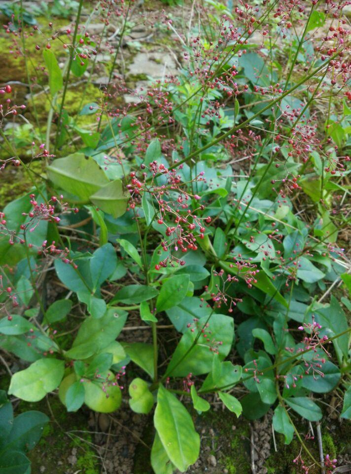 农村100种野菜图片（盘点农村常见野菜图片及名称）