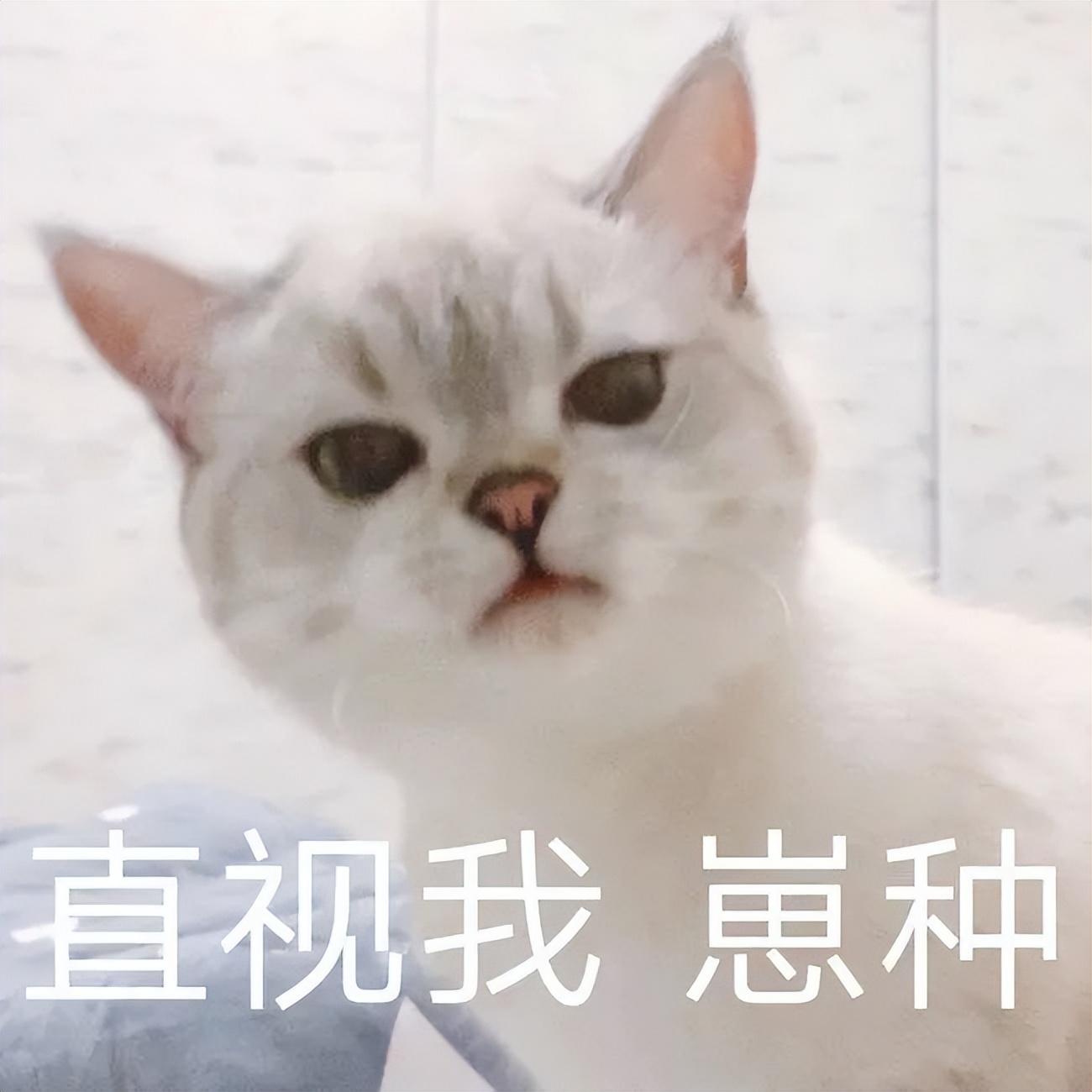 母猫做绝育手术多少钱 猫绝育针多少钱一支