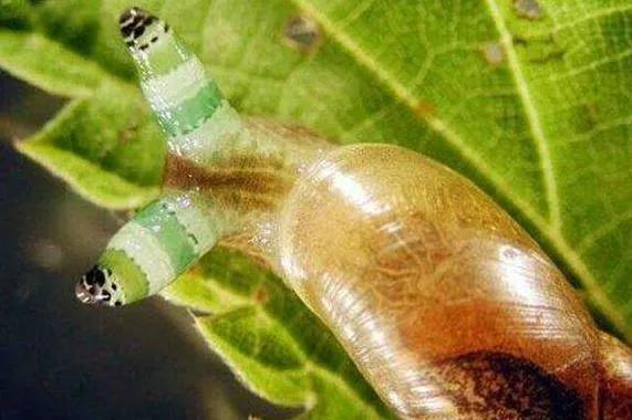 十大恐怖僵尸蜗牛(十大恐怖僵尸蜗牛是什么)