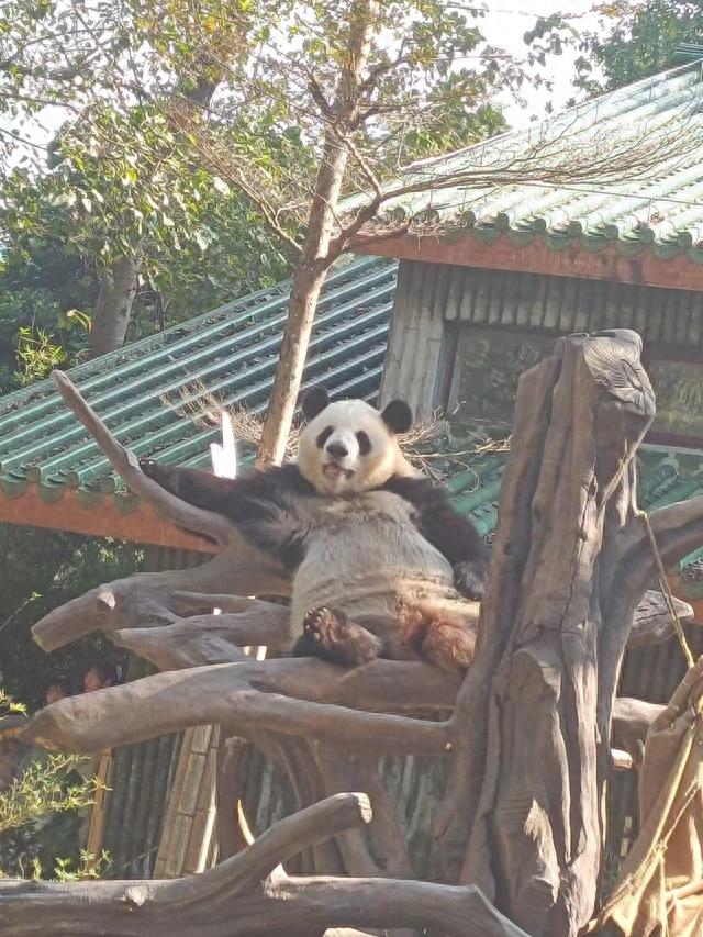 超划算的广州动物园攻略来啦！！！