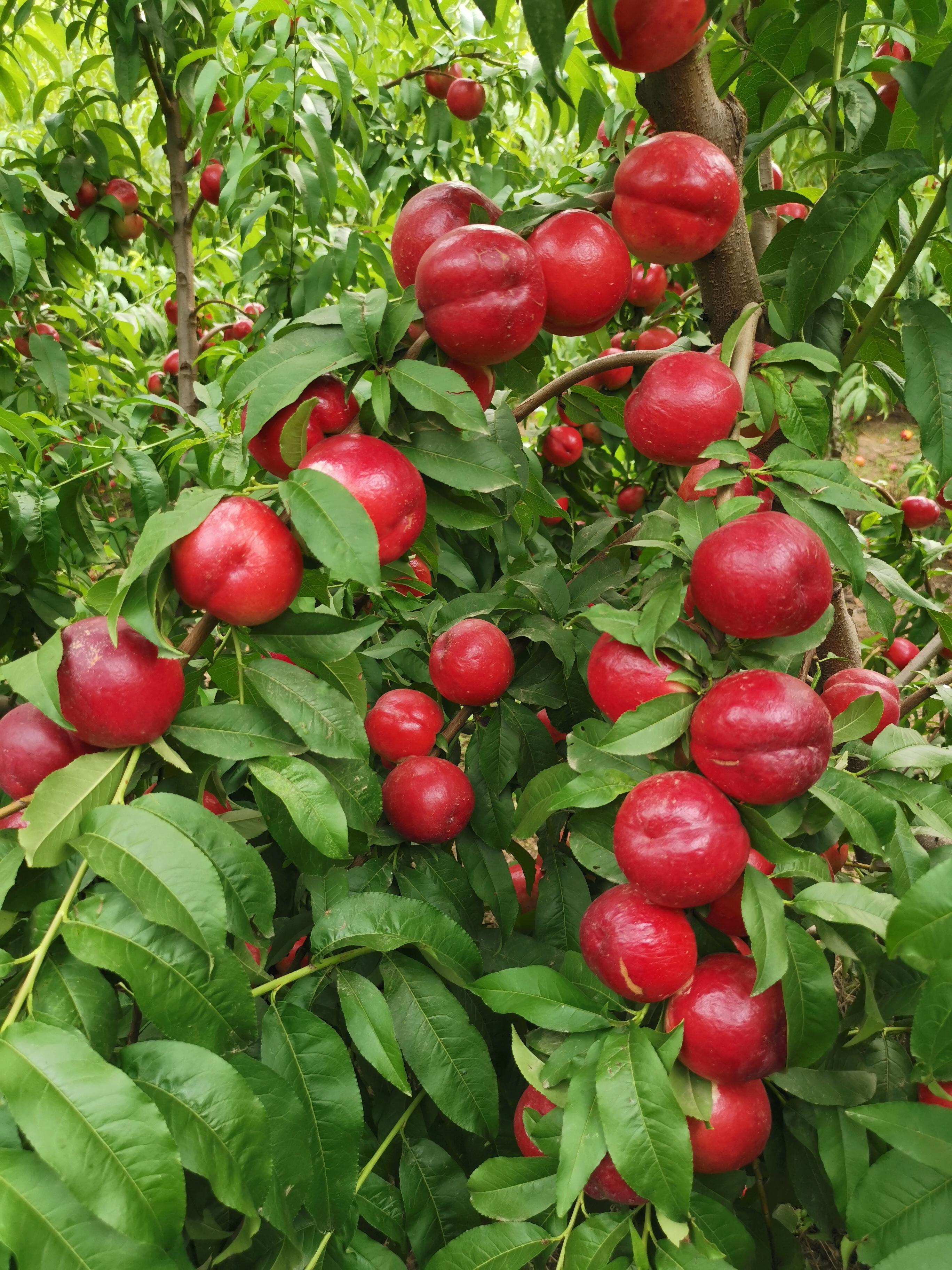 早熟桃哪个品种最好(早熟桃新品种哪个最甜)