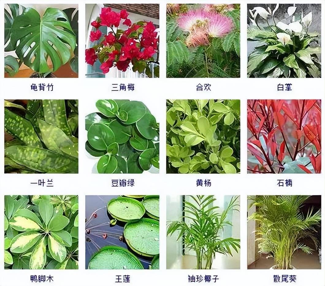 观赏植物有哪些（盘点100种常见的观赏型植物）