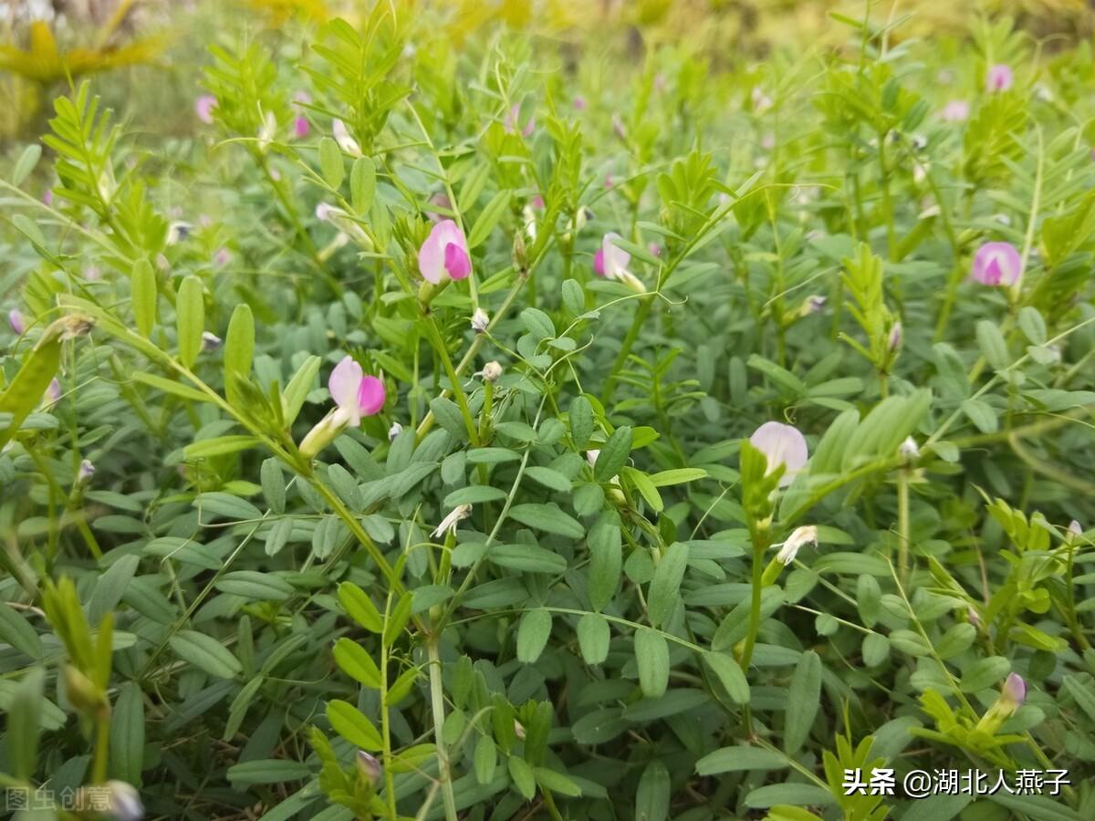 野菜的种类和图片大全（盘点农村50种常见的野菜）