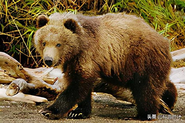 已滅絕的動物(100種已滅絕的動物圖片)