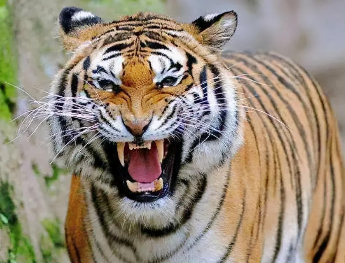 老虎最害怕什么（盘点能干掉老虎的10种动物）
