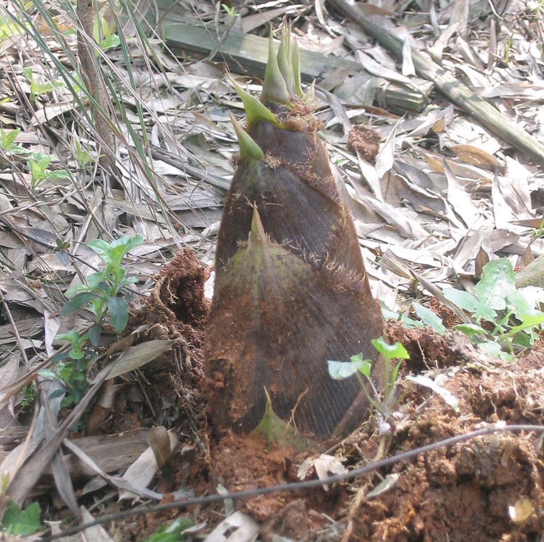 农村100种野菜图片（盘点农村常见野菜图片及名称）