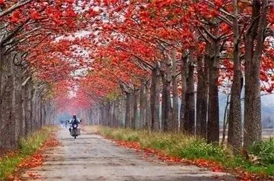 攀枝花是什么花，攀枝花树开的花是什么样子（木棉，极美丽的树种）