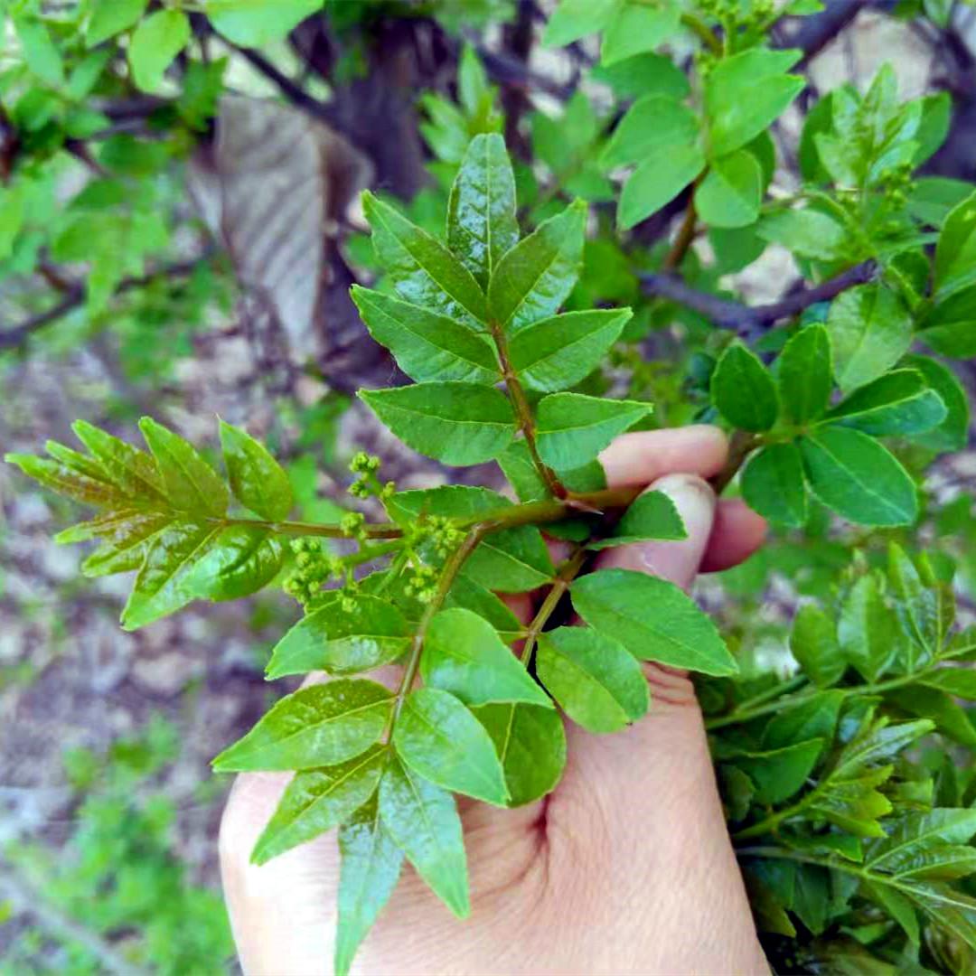 农村100种野菜图片（盘点农村常见野菜图片及名称）