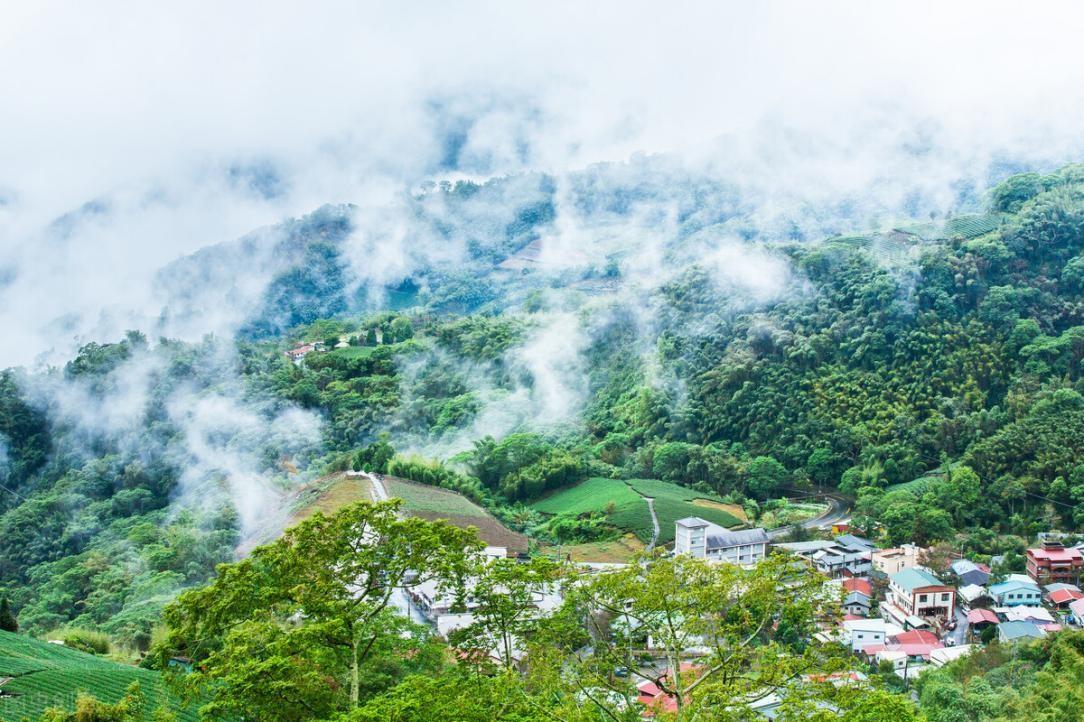 乌龙茶属于什么茶（乌龙茶种类及产地介绍）