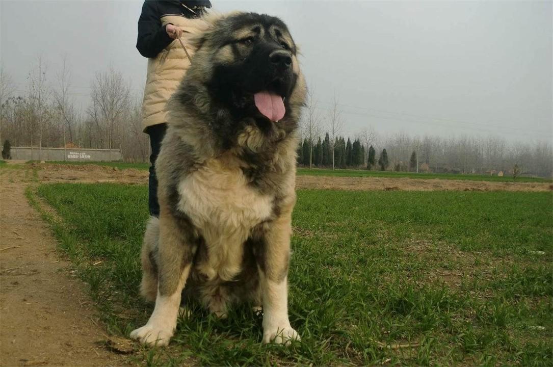 什么狗不可以养（中国十大禁犬盘点）