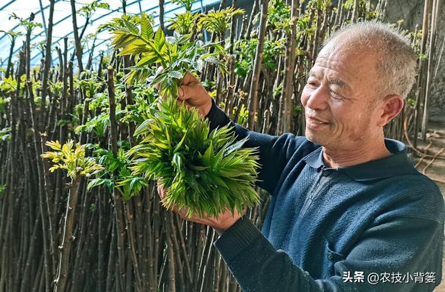 香椿芽的种植方法，从播种育苗到管理采收