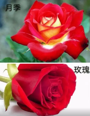 玫瑰和月季的区别是什么（一篇文章弄懂它俩之间的差异）