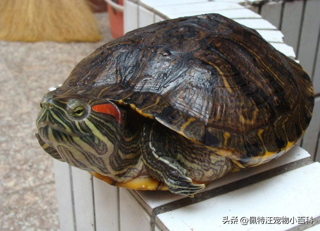 巴西龟寿命多少年（巴西龟的寿命与饲养方法讲解）