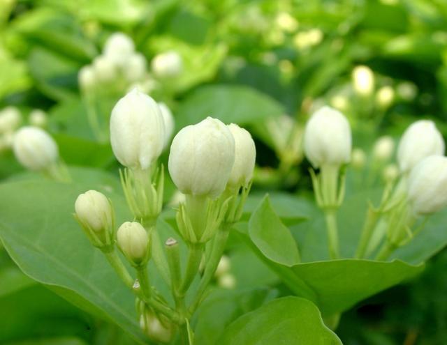 可以吃的野菜有哪几种，这100种野菜很常见