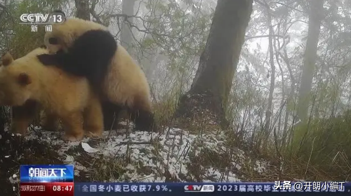 白色大熊猫长什么样子（附：白色大熊猫影像首公开）