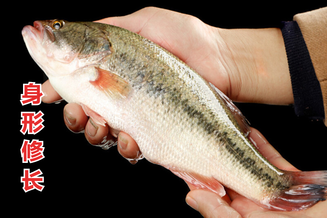 鲈鱼和海鲈鱼的区别(买鲈鱼时) - 去钓鱼
