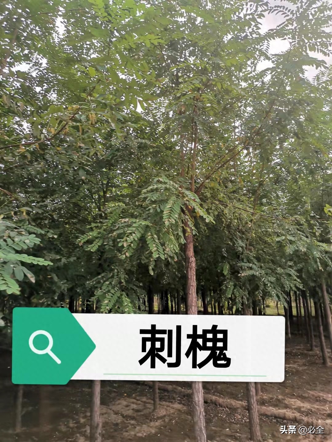 绿化树木品种大全（常见的园林绿化树种汇总）