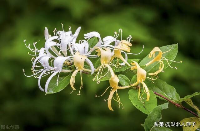 野菜的种类和图片大全（盘点农村50种常见的野菜）