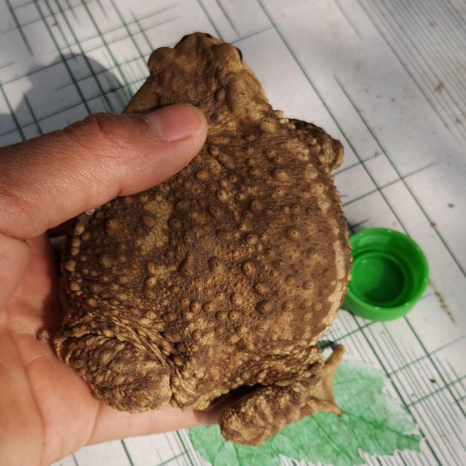 蟾衣的功效与作用（蟾衣磨粉后冲服可以吗）