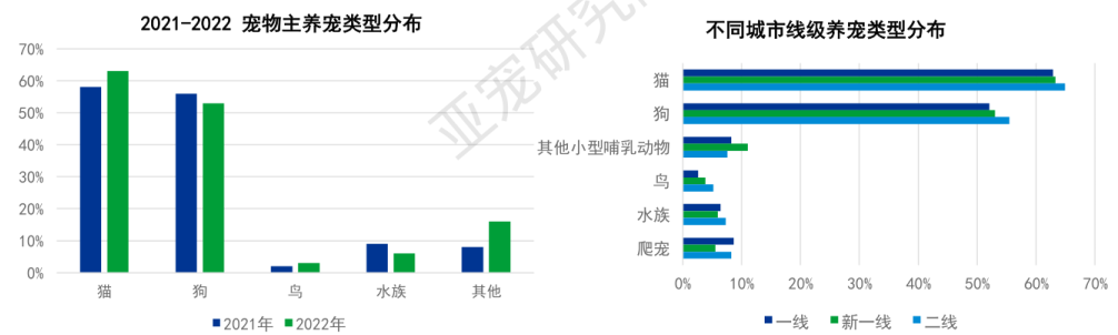 都说了选址很重要 她养宠20年 淘宝开店为宠物订制蛋糕、下午茶